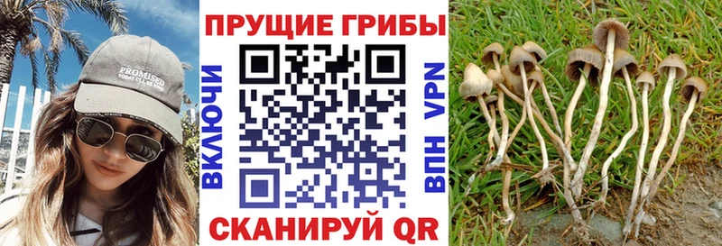 Псилоцибиновые грибы Psilocybe наркотики Невинномысск
